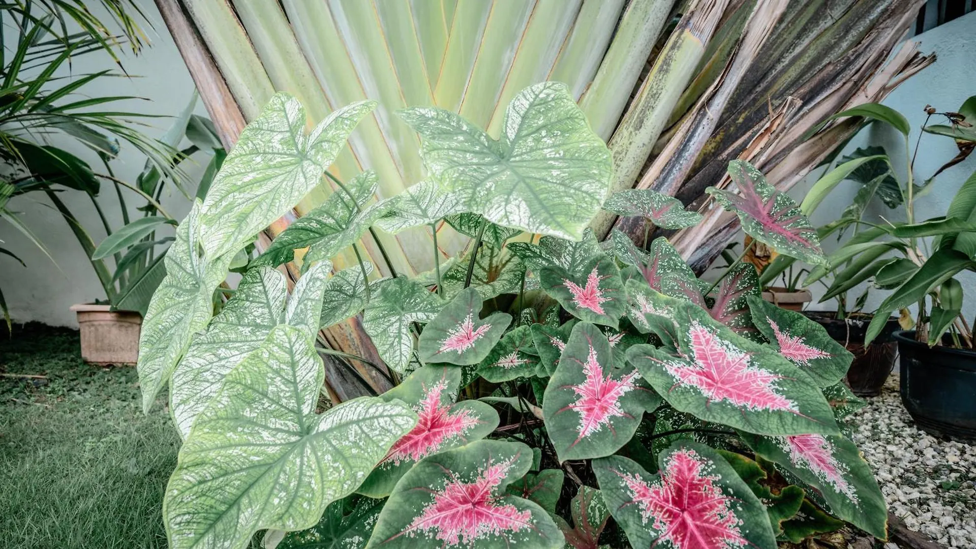 Вилла Tana Mysterious Garden Панглао 0*,  Филиппины