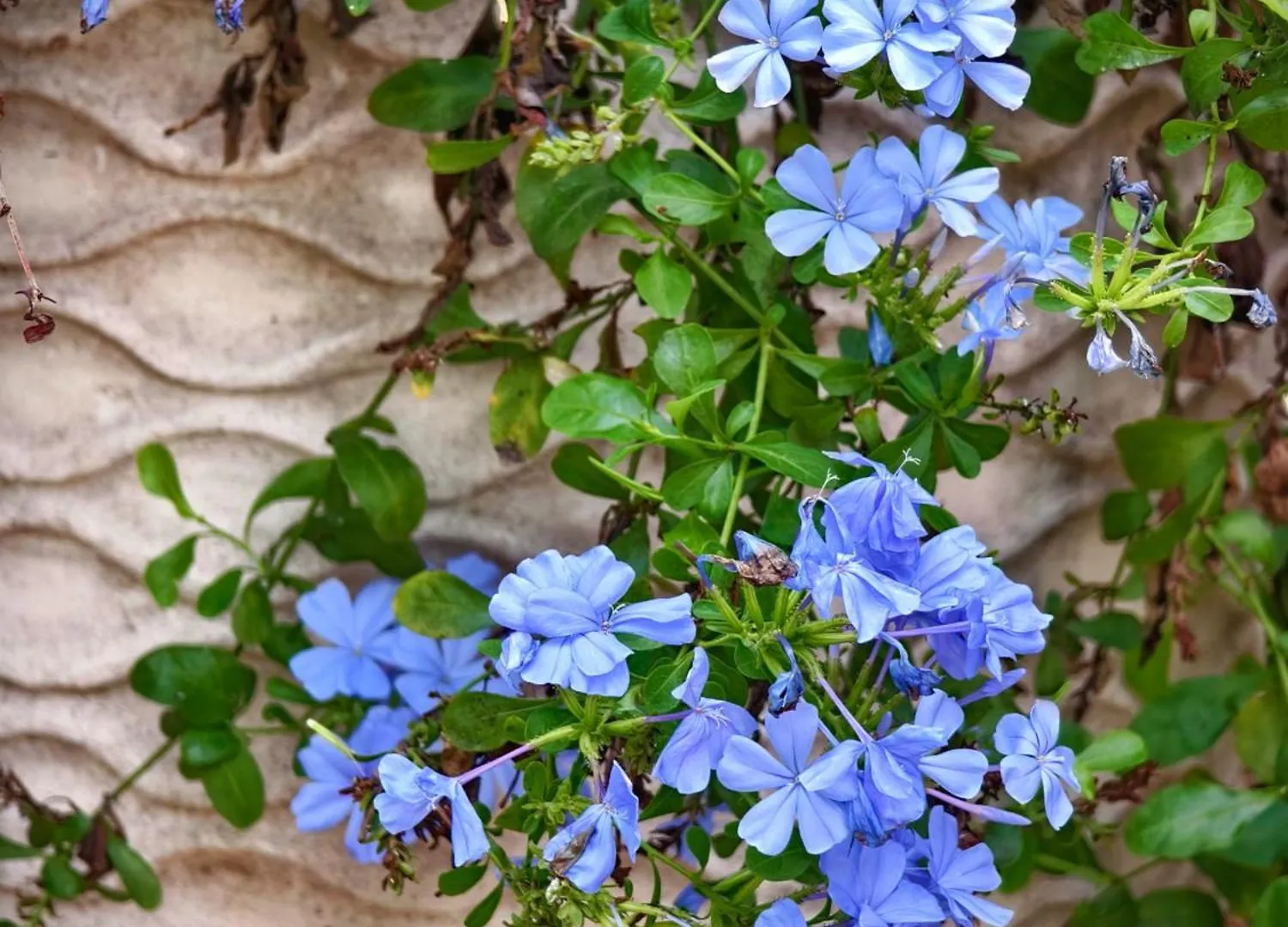 Вилла Tana Mysterious Garden Панглао